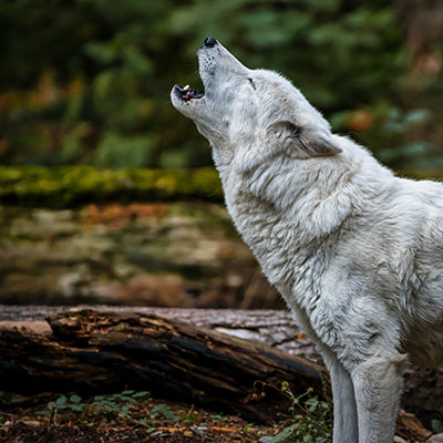 Of Witch and Wolf